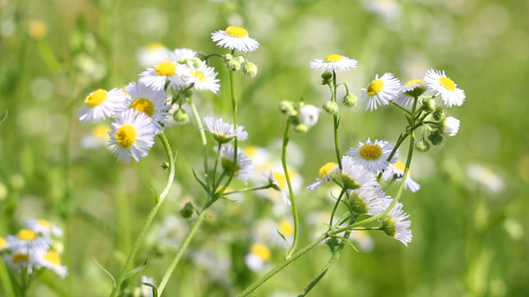 Field Chamomile 8