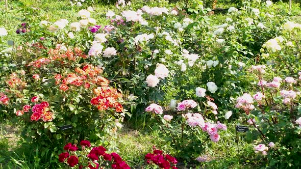 Flying over delicate picturesque bush blooming roses on a summer day in the park. Rose garden