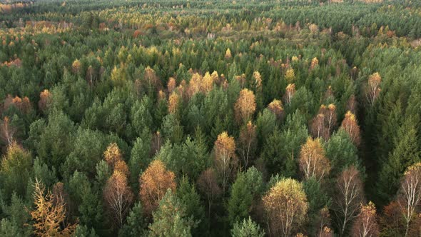 Flying Over The Forest