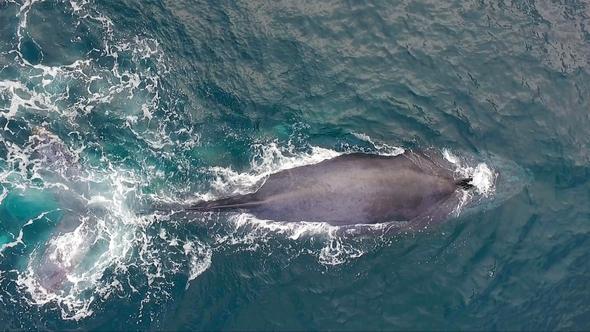 Aerial View of a Humpback Whale Diving into the Ocean