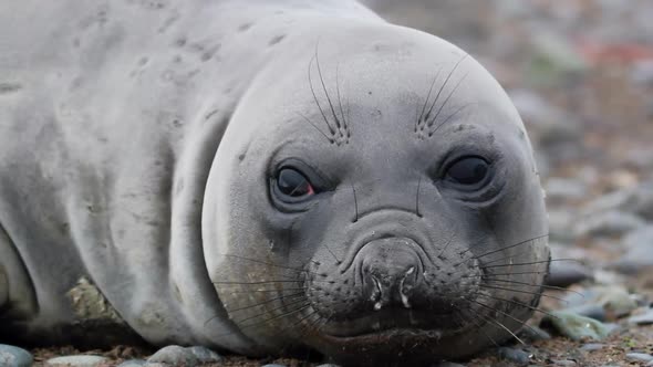 Southern elephant seal