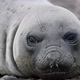 Southern elephant seal - VideoHive Item for Sale