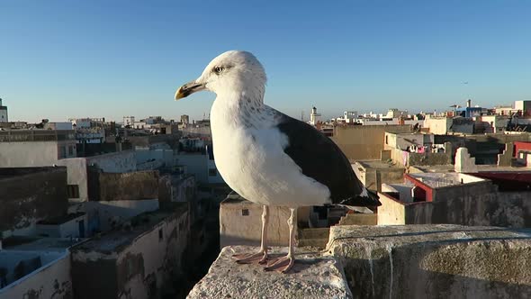 Close up of a seagull perched on a rooftop edge overlooking Moroccan skyline