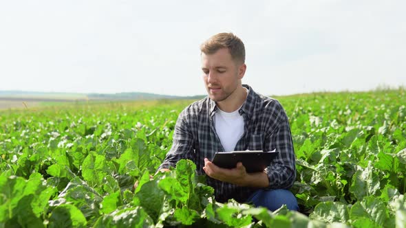 Farmer Checking Crop in a Sugar Beet Field