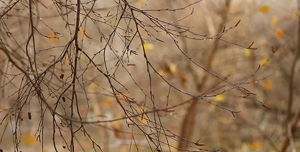 Autumn Tree Branch And Yellow Leaves Bokeh