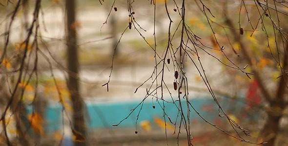 Autumn Tree Branch And City Traffic Bokeh 3 alt