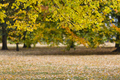 Autumn Landscape in Kungsparken, Malmo, Sweden - PhotoDune Item for Sale