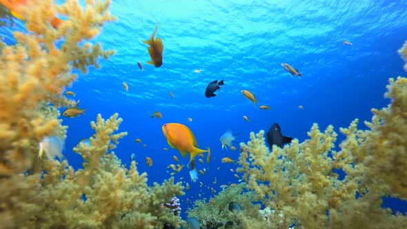  Underwater Sea Fish Coral Reef