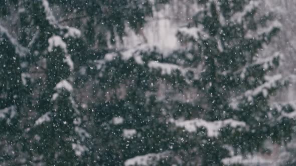 snow falling at the fir trees branches