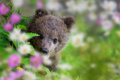 Brown bear cub on the summer meadow with flowers - PhotoDune Item for Sale
