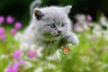 British Kitten in the green grass with flowers and butterfly - PhotoDune Item for Sale