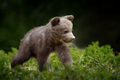 Young brown bear in the forest. Animal in the nature habitat - PhotoDune Item for Sale