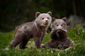Two young brown bears in the forest. Animal in the nature habitat - PhotoDune Item for Sale