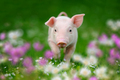 Funny piglet on spring green grass with flowers on a farm - PhotoDune Item for Sale