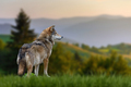 Wolf stands in the grass and looks into the distance against the backdrop of mountains - PhotoDune Item for Sale