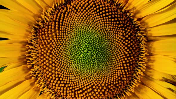 Yellow Sunflower Head Blooming in Time Lapse