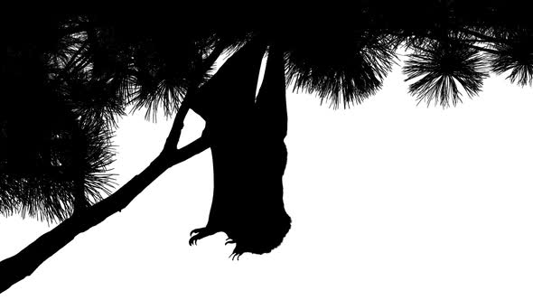 Bat Hanging Off Branch Silhouette