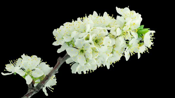 Cherry Tree Flowers Blooming. Time Lapse With Alpha Channel