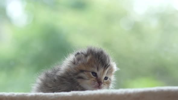 Close Up Of Cute Newborn Kitten Looking At Camera