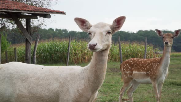 Young deer bucks in a garden