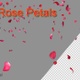 Red Rose petals 4k - VideoHive Item for Sale