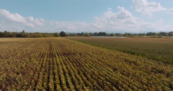 Sunflower Field Agriculture Oil Production