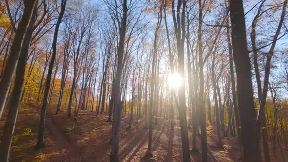 Smooth Flight Between Trees Close to Branches in a Fabulous Autumn Forest