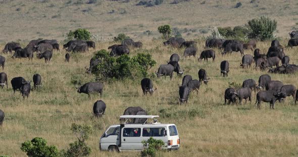 Photo Safari, African Buffalo, syncerus caffer, Herd in Savannah, Nairobi Park in Kenya, Real Time