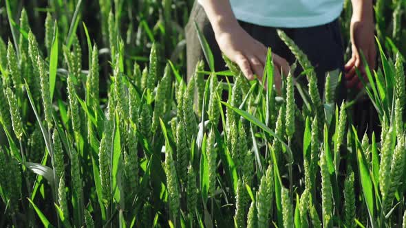 Boy's hands playing with green wheat spikes on the field over the green background.