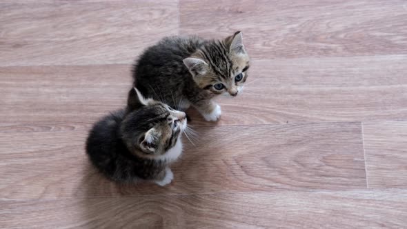 Two Kittens Waiting for Food