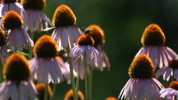 Bee on Echinacea flowers, slow motion