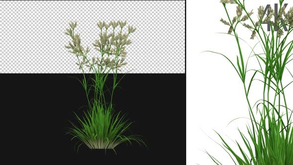 Dactylis Grass Growing On Alpha alt