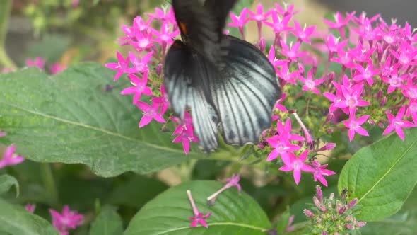 Macro close up black and white butterflying wings during collecting nectar of blooming flower - slow