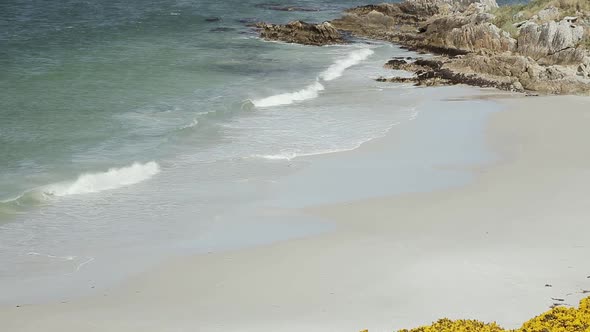 Penguin walking at an Empty Beach during the Coronavirus Global Pandemic.