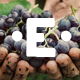 Elsass - Wine Shop and Vineyard WordPress Theme - ThemeForest Item for Sale