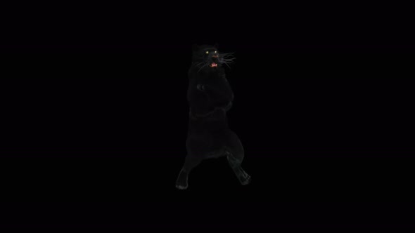 Panther Dancing 4K