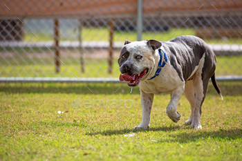 dog park