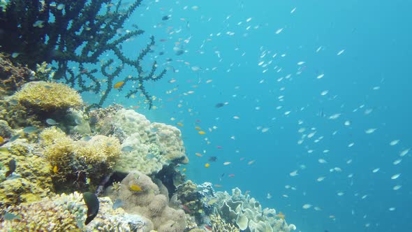 Coral Reef with Fish Underwater