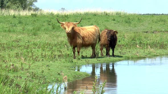 Highland cows on the waterfront.