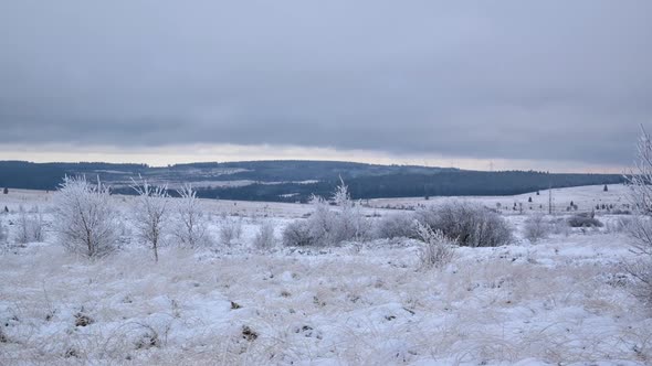 Snow marshland with small trees on a hill with a pine forest in the distance and overcast clouds pas