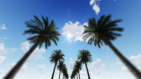 Palm Trees Background