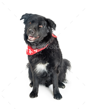 skull and crossbones bandana with happy expression