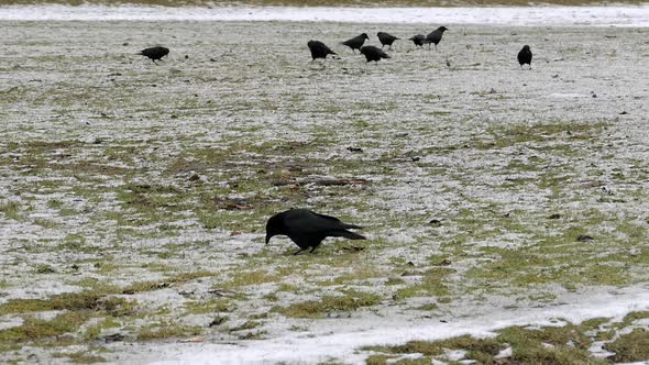 Black Birds On Snowy Grass Field I