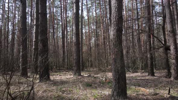 Trees in a Pine Forest During the Day Aerial View