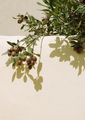 Olives stylish background on the wall with summer shadow. Nature bio aesthetic minimalist wallpapers - PhotoDune Item for Sale