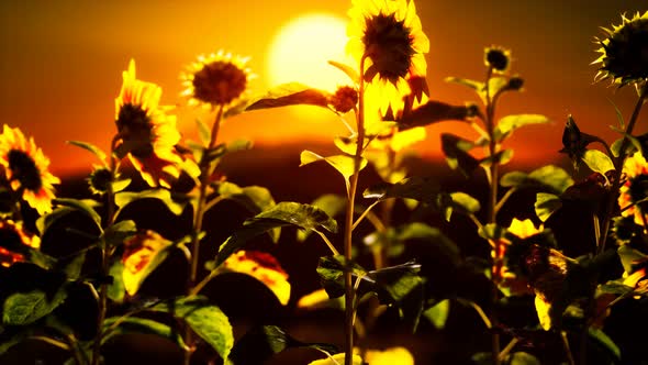 Big Beautiful Sunflowers at Sunset