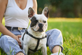 French bulldog sitting on grass with unrecognizable owner. - PhotoDune Item for Sale