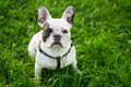 French bulldog sitting on green grass outdoors. - PhotoDune Item for Sale