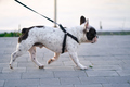 French bulldog walking on leash outdoors. - PhotoDune Item for Sale