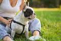 French bulldog sitting on grass in park. - PhotoDune Item for Sale